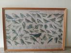 Oude schoolplaat zangvogels, Ophalen, Natuur en Biologie