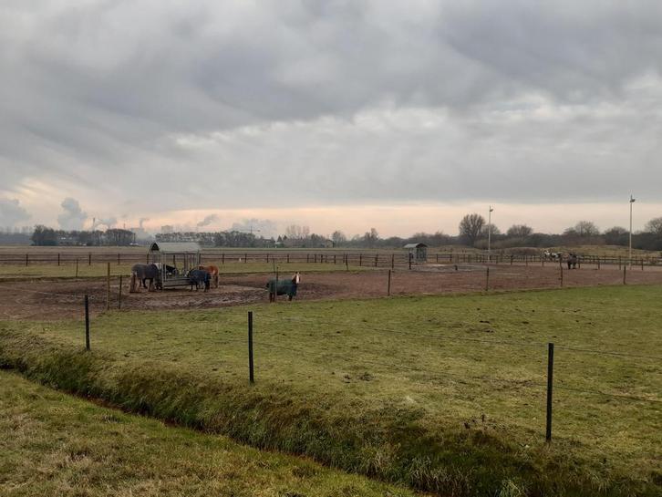 Paddockparadise Heemskerk 50 mtr van duiningang!, Dieren en Toebehoren, Stalling en Weidegang, Weidegang
