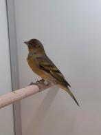 1-0 Bastaard zwartkop sijs x kanarie, Dieren en Toebehoren, Vogels | Overige Vogels, Mannelijk, Wildzangvogel, Geringd