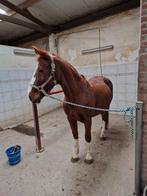 Diverse paarden en pony´s te koop, Dieren en Toebehoren, Paarden, Minder dan 160 cm, Met stamboom, Niet van toepassing, Recreatiepaard