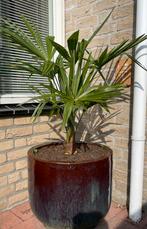 Grote (nieuwe) Keramiek plantenbak met palm., Ophalen, Steen, Minder dan 60 cm, Rond