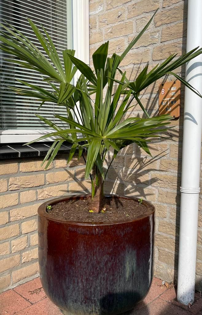 Grote (nieuwe) Keramiek plantenbak met palm., Tuin en Terras, Bloembakken en Plantenbakken, Nieuw, Steen, Balkon, Tuin, 30 tot 60 cm