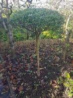 Liguster op stam., Halfschaduw, 100 tot 250 cm, Zomer, Ophalen