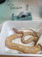 Al 27 jaar het adres voor reptielen en alle benodigdheden., Dieren en Toebehoren, Reptielen en Amfibieën, Overige soorten, Met terrarium