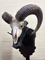 Mooie Moeflon Schedel op Schild, Antiek en Kunst, Ophalen