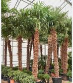 Palmboom zaadjes te koop!, Tuin en Terras, Planten | Bomen, Ophalen of Verzenden, Bloeit niet, Volle zon, Palmboom