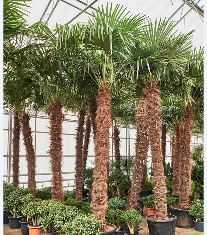 Palmboom zaadjes te koop!, Tuin en Terras, Planten | Bomen, Palmboom, Volle zon, Bloeit niet, Ophalen of Verzenden