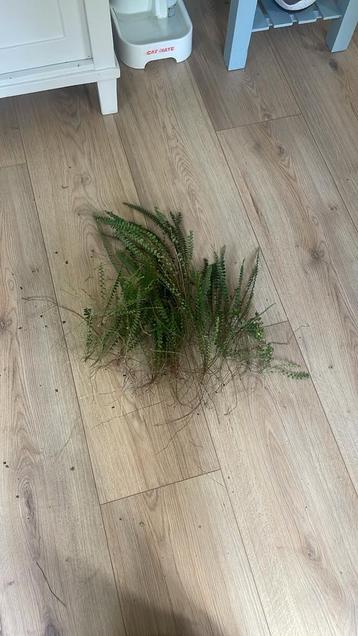 Nephrolepis 'Duffy' Varen voor Terrarium beschikbaar voor biedingen