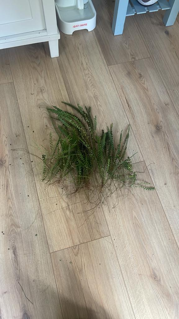 Nephrolepis 'Duffy' Varen voor Terrarium, Tuin en Terras, Planten | Tuinplanten, Vaste plant, Varens, Halfschaduw, Bloeit niet