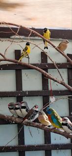 Vogels in de aanbieding., Dieren en Toebehoren, Ophalen, Hout, Vogelkooi