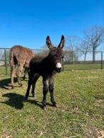 Ezel merrie veulen, Dieren en Toebehoren, Overige Dieren, Vrouwelijk, Na 1 juli 2024