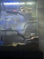 Complete gerbilarium, Ophalen, Zo goed als nieuw