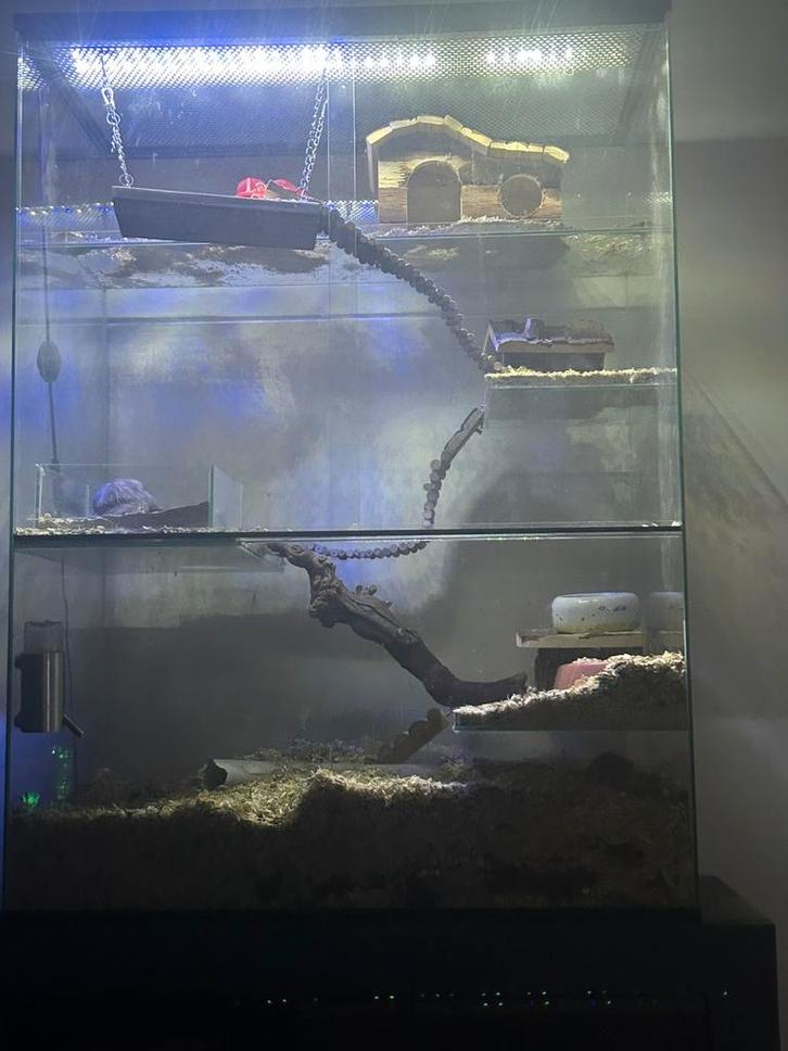 Complete gerbilarium, Dieren en Toebehoren, Reptielen en Amfibieën | Toebehoren, Zo goed als nieuw, Ophalen
