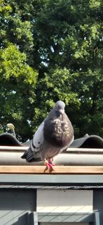 Valenciano doffer goede vlieger, Dieren en Toebehoren, Vogels | Duiven, Mannelijk