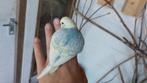 Baby parkiet, Dieren en Toebehoren, Meerdere dieren, Parkiet, Geringd