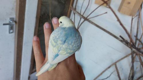 Baby parkiet, Dieren en Toebehoren, Vogels | Parkieten en Papegaaien, Parkiet, Meerdere dieren, Tam, Geringd