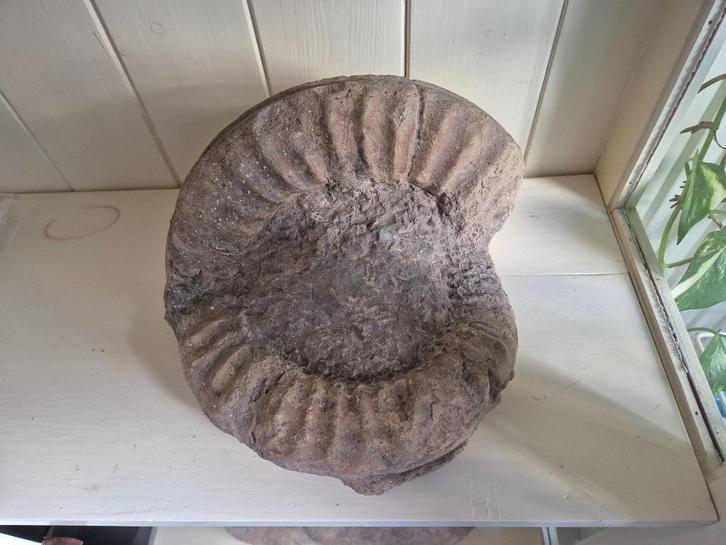Grote ammoniet (Arietitus Bucklandi) uit Duitsland, Verzamelen, Mineralen en Fossielen, Fossiel, Ophalen of Verzenden