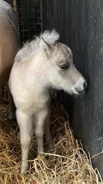 Gezocht met spoed weide vooor pony s, Dieren en Toebehoren, Stalling en Weidegang