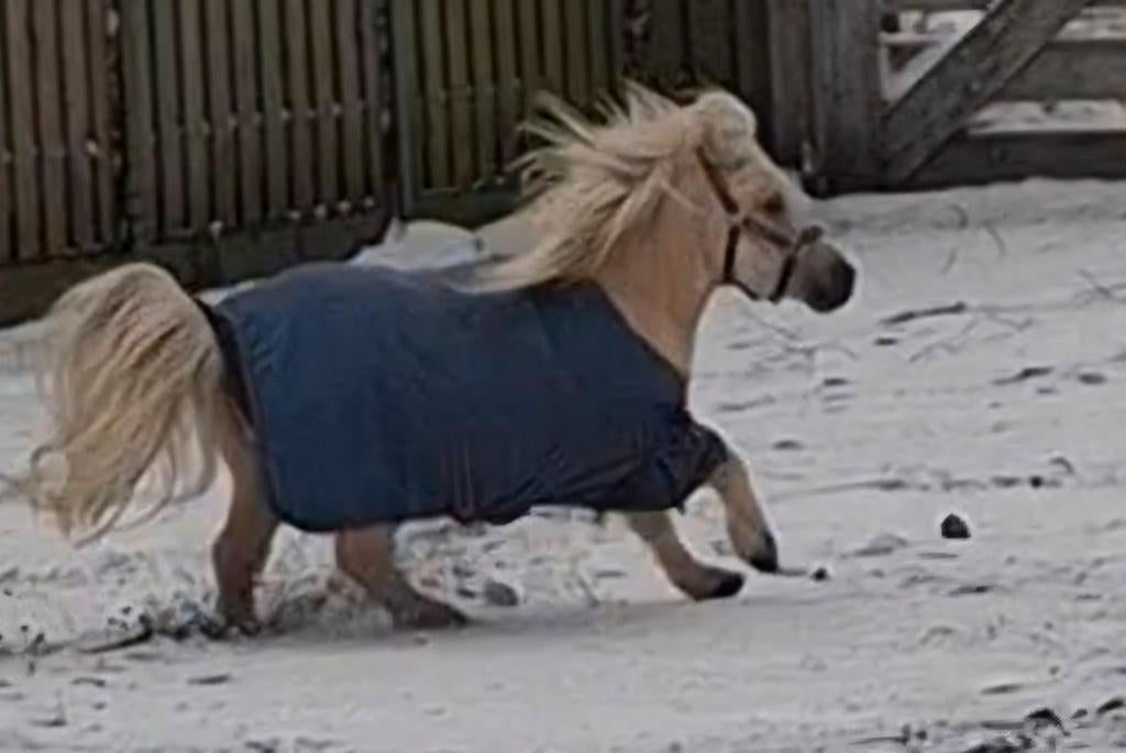 Gezocht volwassen verzorgster voor 2 super lieve ponys, Diensten en Vakmensen, Dieren | Paarden | Verzorging, Oppas en Les