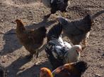 Te koop koppel brahma, Dieren en Toebehoren, Pluimvee, Meerdere dieren, Kip
