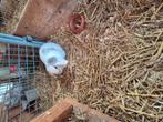 Jong konijn, Dieren en Toebehoren, Konijnen, Mannelijk, Klein, Hangoor, 0 tot 2 jaar
