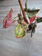 Syngonium Strawberry Ice stek, Ophalen, Overige soorten, Halfschaduw, Minder dan 100 cm