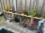 Bonsai display plank, Doe-het-zelf en Verbouw, Hout en Planken, Ophalen, Gebruikt, Minder dan 25 mm, 200 tot 250 cm