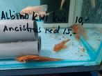 Ancistrus Red algeneters XL, Dieren en Toebehoren, Vissen | Aquariumvissen, Vis, Zoetwatervis
