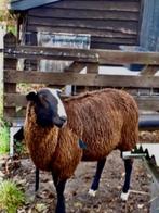 Dek-ram, stamboek + UBN nummer, Dieren en Toebehoren, Mannelijk, Schaap, 0 tot 2 jaar