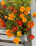 Tagetes Patula - Afrikaantjes oranje/rood, Ophalen of Verzenden, Voorjaar, Volle zon, Zaad