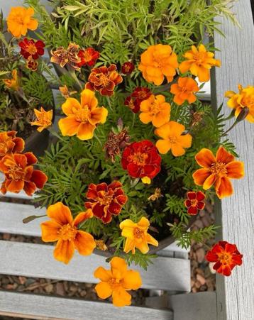 Tagetes Patula - Afrikaantjes oranje/rood beschikbaar voor biedingen