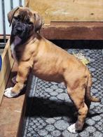 Boerboel pups Goedhart Ysterberg Mastiff, Dieren en Toebehoren, CDV (hondenziekte), Overige rassen, 8 tot 15 weken, Meerdere