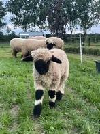 Te koop lief Walliser swarznase ramlam, Dieren en Toebehoren, Schapen, Geiten en Varkens, Mannelijk, Schaap, 0 tot 2 jaar