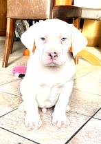American Bully pups XL ABKC Belgie, Nederland, Overige rassen, 8 tot 15 weken, Parvo