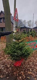Nordmann kerstboom Met kluit of afgezaagd GRATIS ingepakt, Tuin en Terras, Overige soorten, 250 tot 400 cm, Zomer, Ophalen