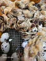 Chinese dwergkwartels kuikens, Meerdere dieren, Overige soorten