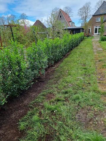 Actie: Portugese Laurieren voor een mooie dichte groene haag beschikbaar voor biedingen