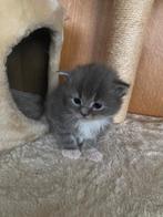 Zeer mooi Tabby main-coon katertje, Dieren en Toebehoren, Katten en Kittens | Raskatten | Langhaar, Kater, Ontwormd, 0 tot 2 jaar