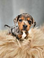 Super vrolijke lieve teckel x pupjes, CDV (hondenziekte), 8 tot 15 weken, Korthaar, Dwerg