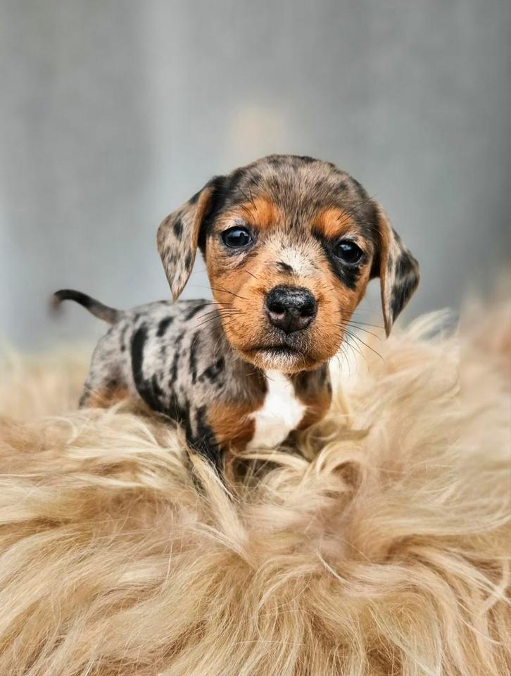 Super vrolijke lieve teckel x pupjes, Dieren en Toebehoren, Honden | Teckels en Dashonden, Meerdere dieren, Korthaar, Dwerg, Fokker | Hobbymatig