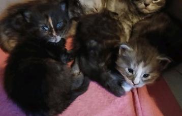 Maincoon kittens nog 2 poesjes van 20-08-2025. beschikbaar voor biedingen