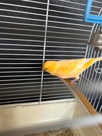 Fraaie kanarie met Ferplast kooi en toebehoren, Dieren en Toebehoren, Geslacht onbekend, Kleurkanarie