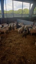 Rijnlam x charolais ooien, Dieren en Toebehoren, Schapen, Geiten en Varkens, Vrouwelijk, Schaap