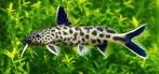 6x Synodontis petricola – 7–10 cm (Tanganyika), Dieren en Toebehoren, Vissen | Aquariumvissen, Vis, Zoetwatervis, Schoolvis