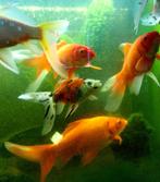 aquariumvissen, Dieren en Toebehoren, Vis