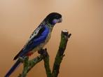 Brown Rosella, Dieren en Toebehoren, Vogels | Parkieten en Papegaaien, Mannelijk, Parkiet