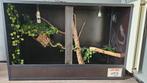 Groot terrarium met complete inrichting – 1600x600x1050, Dieren en Toebehoren, Ophalen, Terrarium of Paludarium