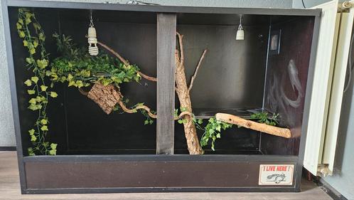 Groot terrarium met complete inrichting – 1600x600x1050, Dieren en Toebehoren, Reptielen en Amfibieën | Toebehoren, Terrarium of Paludarium