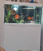 Aquarium atlantis met discus vissen groot., Ophalen of Verzenden, Zo goed als nieuw, Gevuld zoetwateraquarium