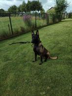 Mechelse herder dekreu, Dieren en Toebehoren, Reu, CDV (hondenziekte), 1 tot 2 jaar, Eén hond